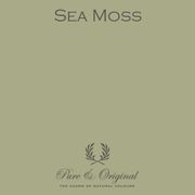 Sea Moss