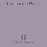 Lavender Bush